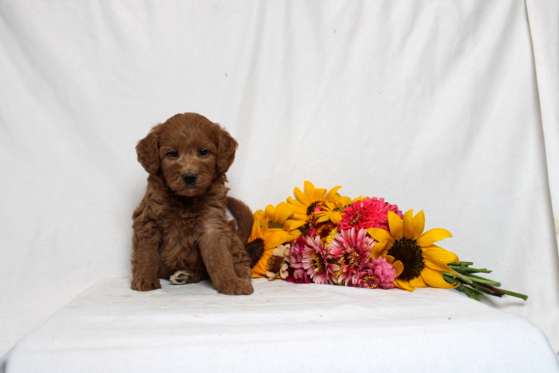 puppy, for, sale, Mini Goldendoodle F1B, Matthew B. Stoltzfus, dog, breeder, Gap, PA, dog-breeder, puppy-for-sale, forsale, nearby, find, puppyfind, locator, puppylocator, aca